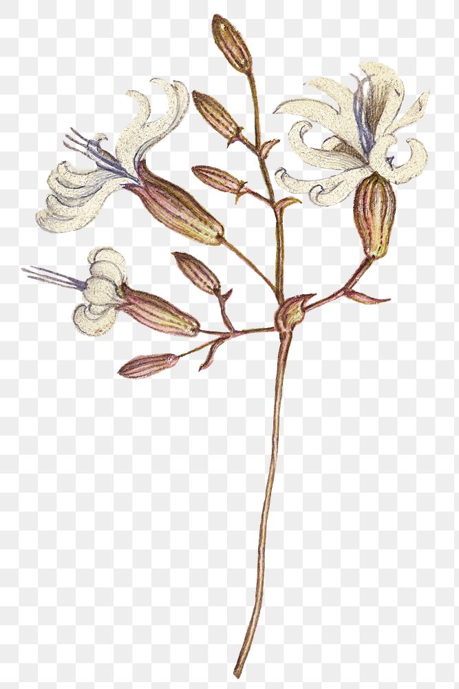 White wallflower flower png hand drawn
