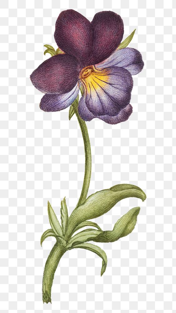 Blooming wild pansy png hand drawn floral illustration