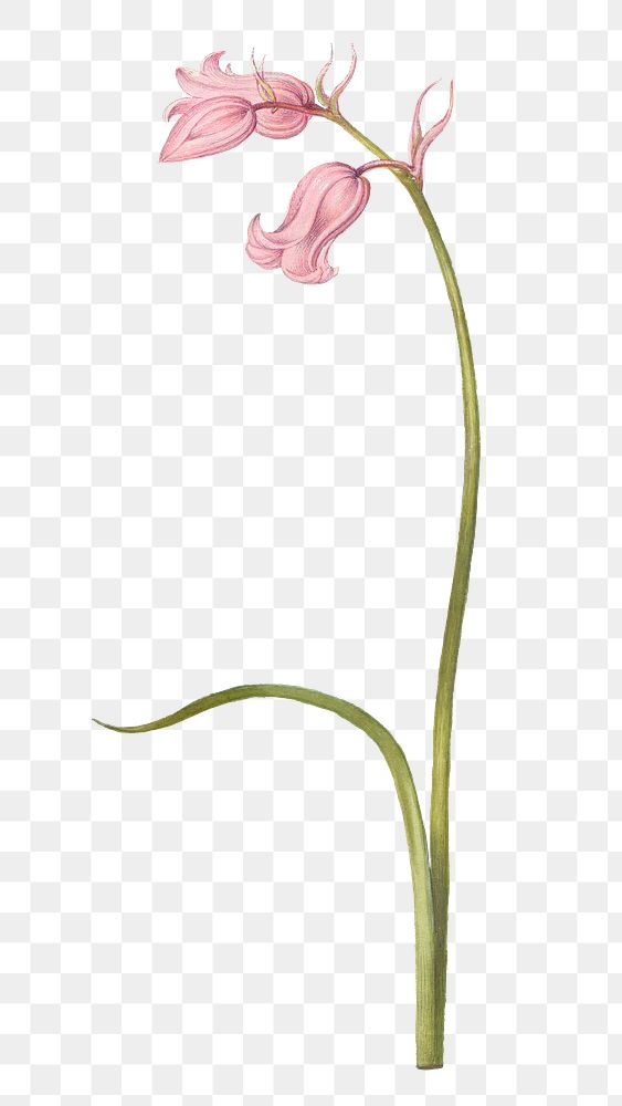 Pink flower png botanical illustration