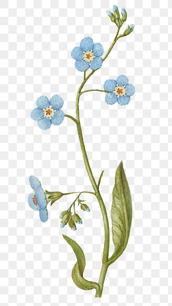 Creeping forget me not flower png