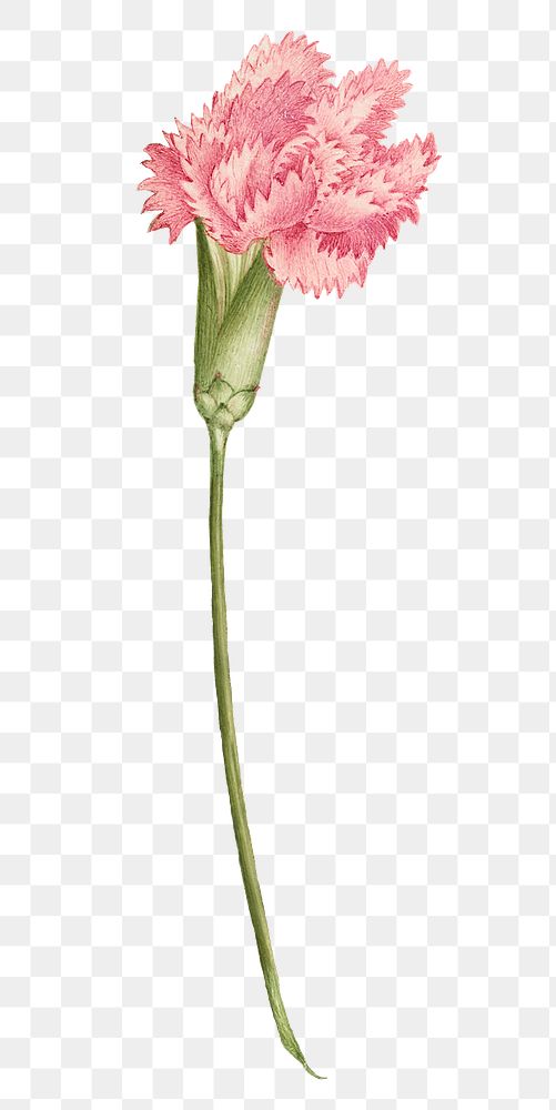 Carnation flower png botanical illustration