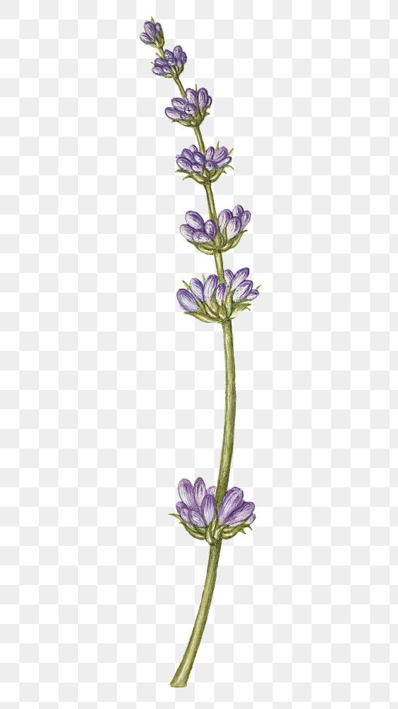 Meadow sage blossom png illustration hand drawn