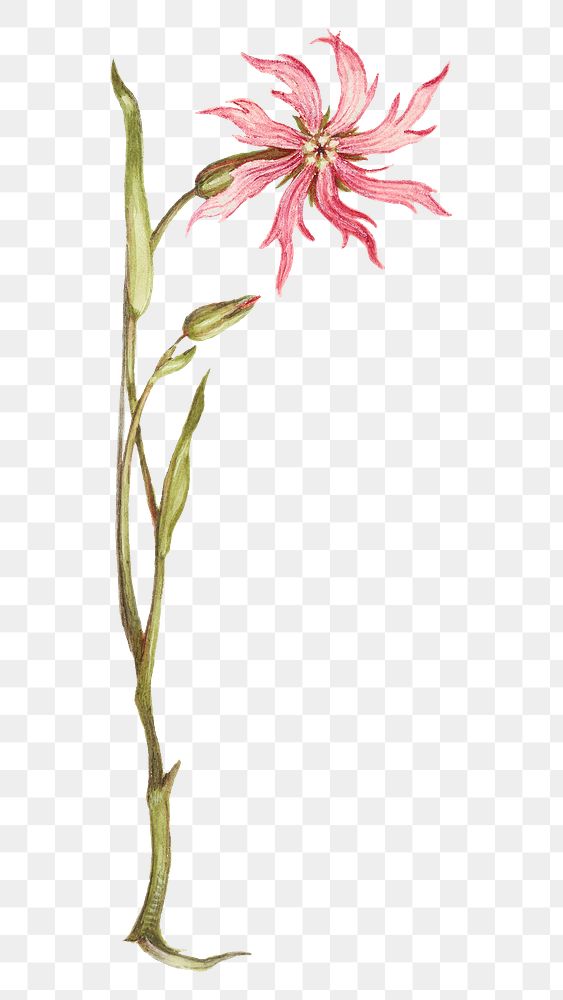 Pink ragged-robin flower png botanical illustration