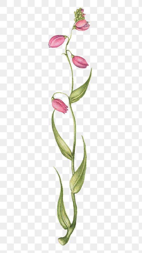 Hand drawn pink flower png