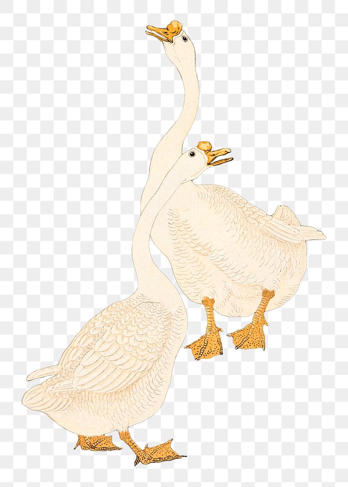 White geese couple bird design element
