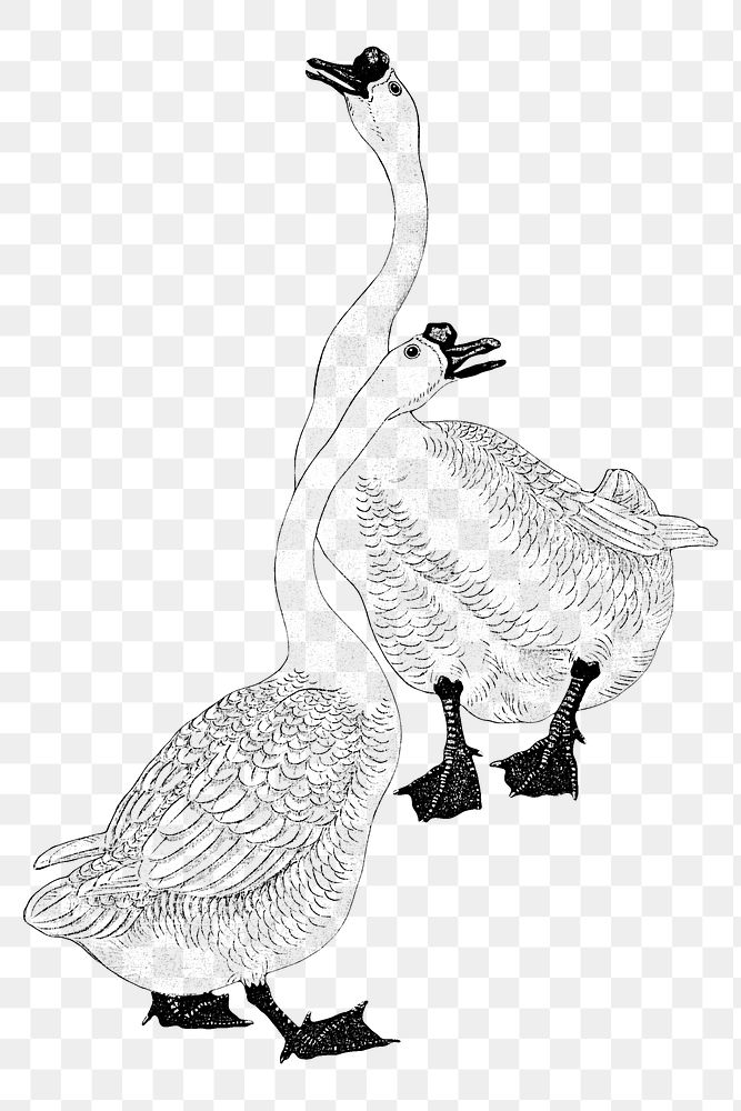 Gray line art geese bird design element