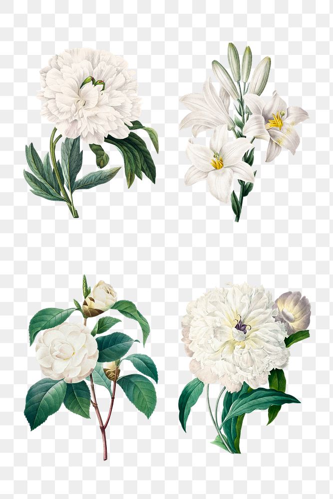 White png flower vintage botanical illustration set, remixed from artworks by Pierre-Joseph Redout&eacute;