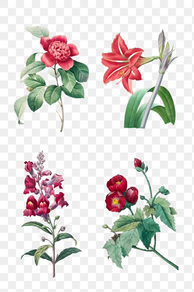 Botanical png red flower art print set, remixed from artworks by Pierre-Joseph Redout&eacute;
