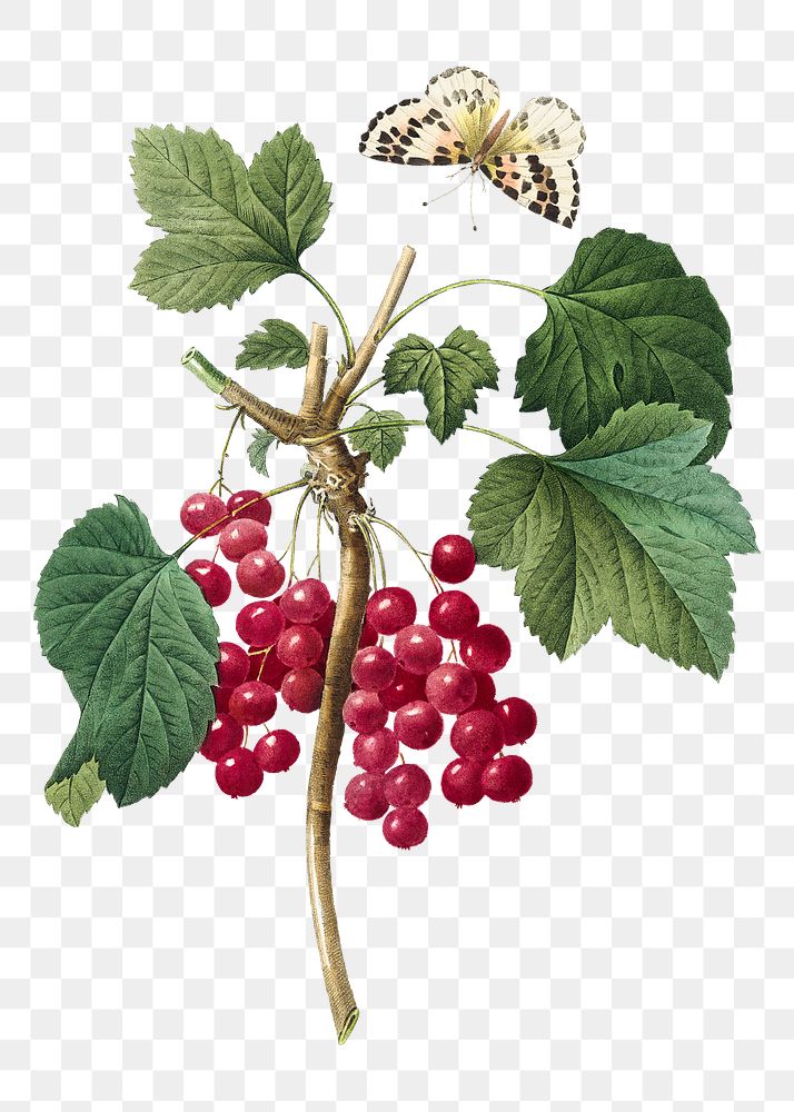 Png Red currant fruit botanical illustration, remixed from artworks by Pierre-Joseph Redout&eacute;