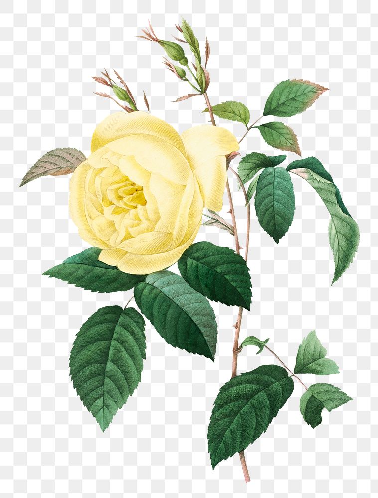 Png botanical yellow rose flower illustration, remixed from artworks by Pierre-Joseph Redout&eacute;