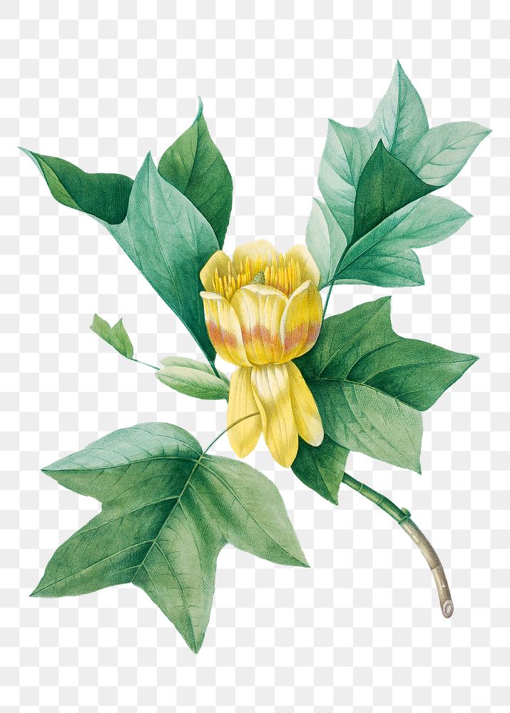 Png Tulipifera flower vintage botanical art print, remixed from artworks by Pierre-Joseph Redout&eacute;