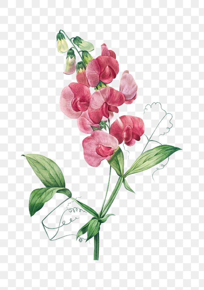 Png Everlasting Pea flower botanical illustration, remixed from artworks by Pierre-Joseph Redout&eacute;