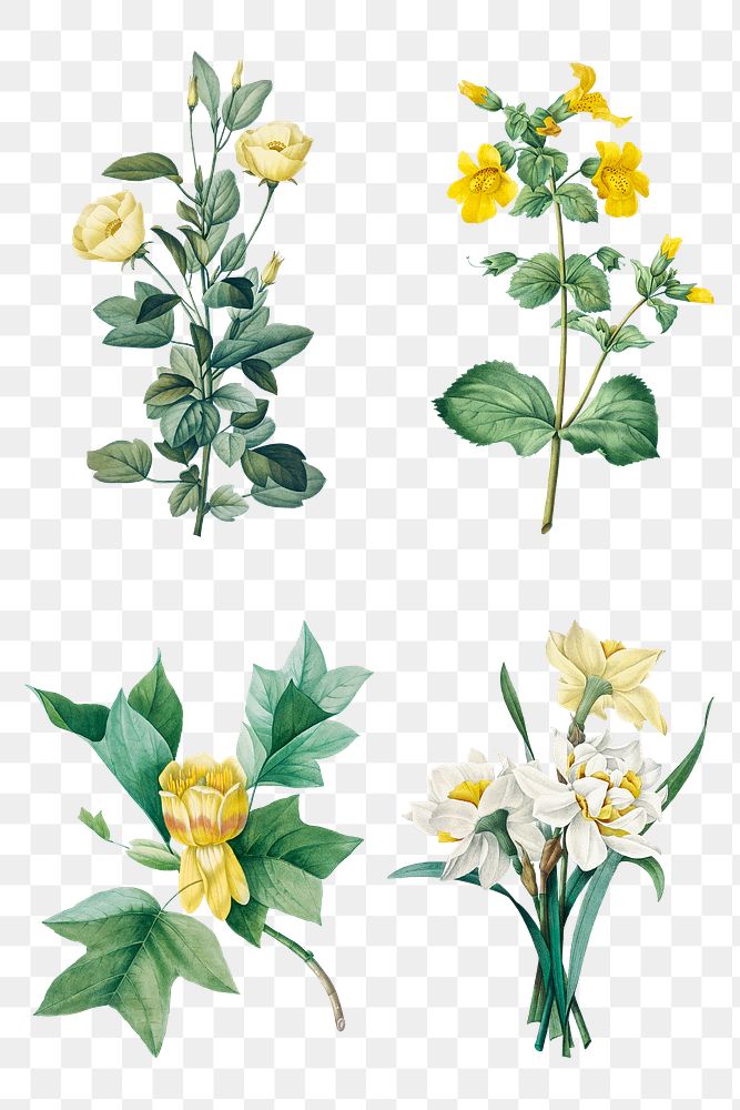 Yellow png flower botanical art print set, remixed from artworks by Pierre-Joseph Redout&eacute;