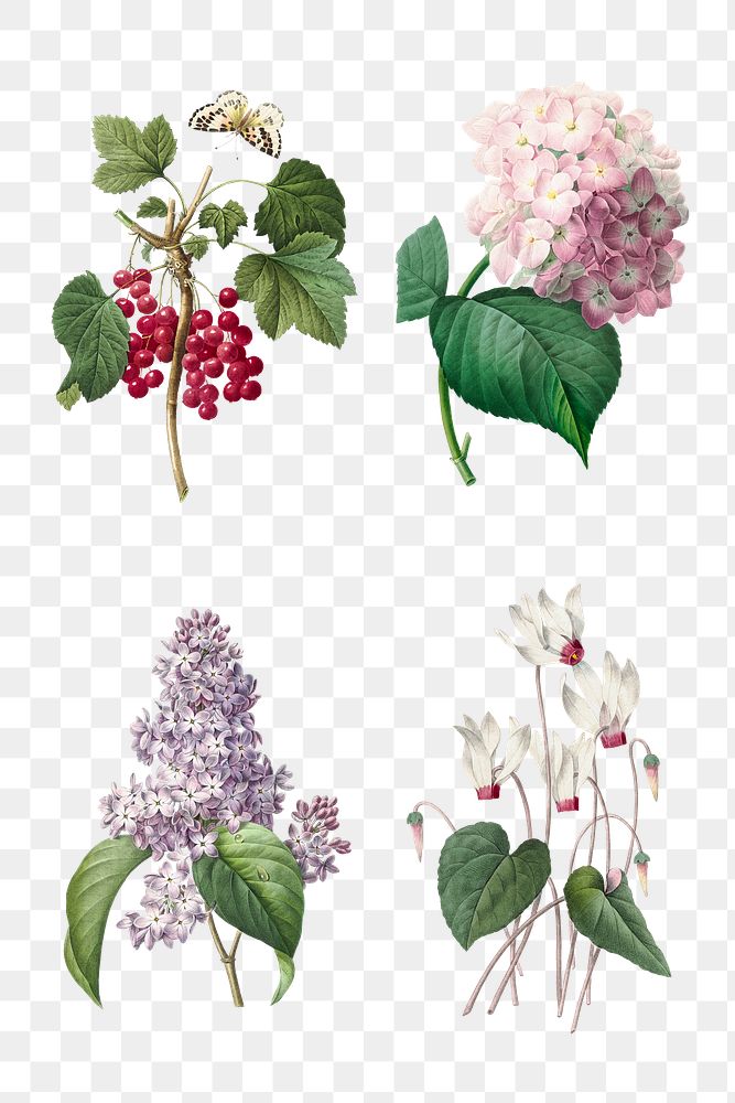 Vintage png flower red currant botanical art print set, remixed from artworks by Pierre-Joseph Redout&eacute;