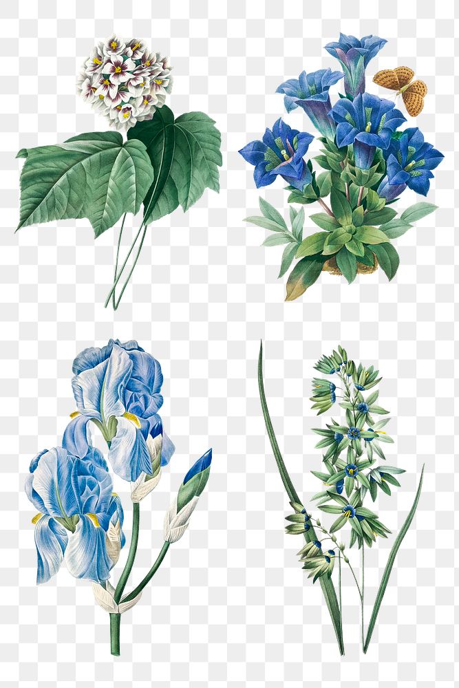 Vintage png blue flower botanical art print set, remixed from artworks by Pierre-Joseph Redout&eacute;
