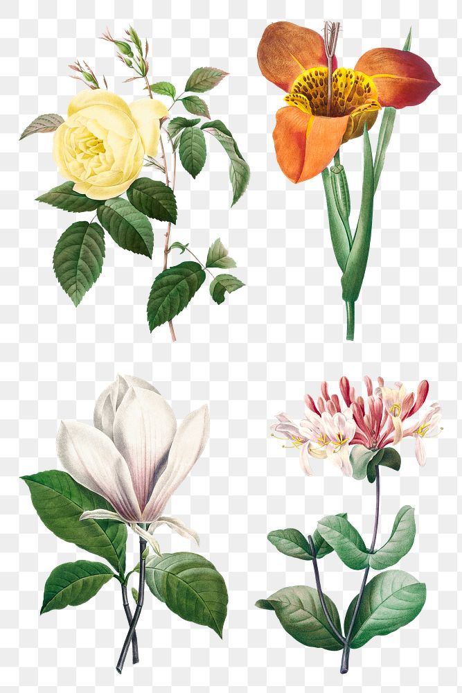 Floral png illustration set, remixed from artworks by Pierre-Joseph Redouté