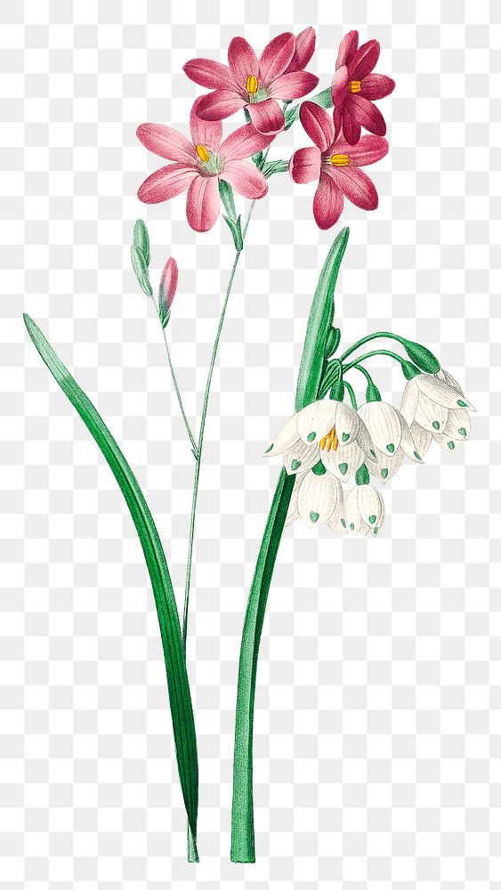 Pink ixia flower png botanical illustration, remixed from artworks by Pierre-Joseph Redout&eacute;