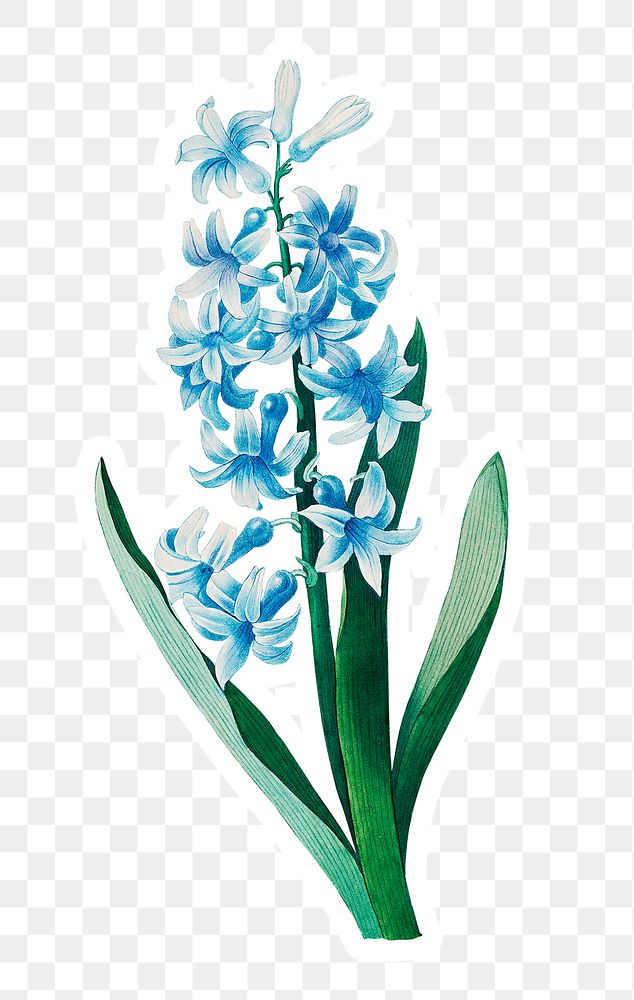 Blue hyacinth flower sticker overlay design element