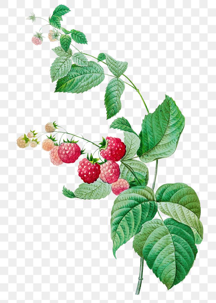 Raspberry plant png botanical illustration, remixed from artworks by Pierre-Joseph Redout&eacute;