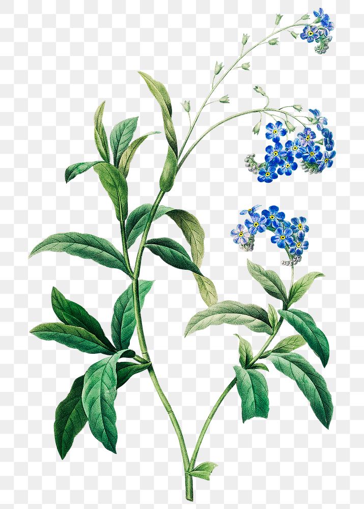 Forget me not flower png botanical illustration, remixed from artworks by Pierre-Joseph Redout&eacute;