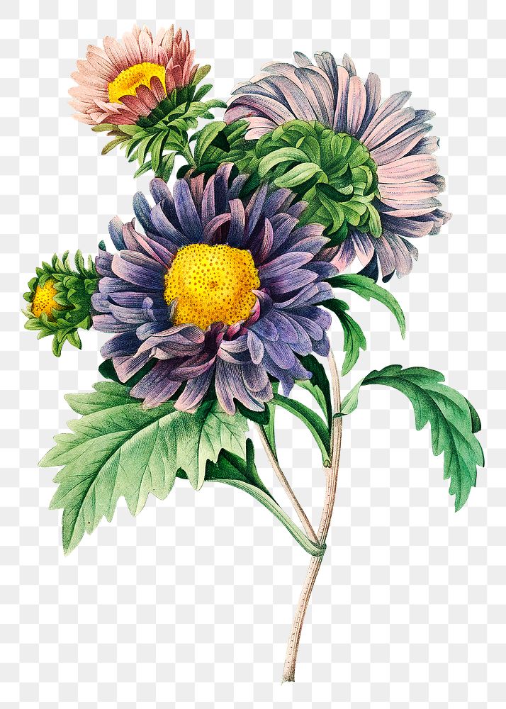 China aster flower png botanical illustration, remixed from artworks by Pierre-Joseph Redout&eacute;