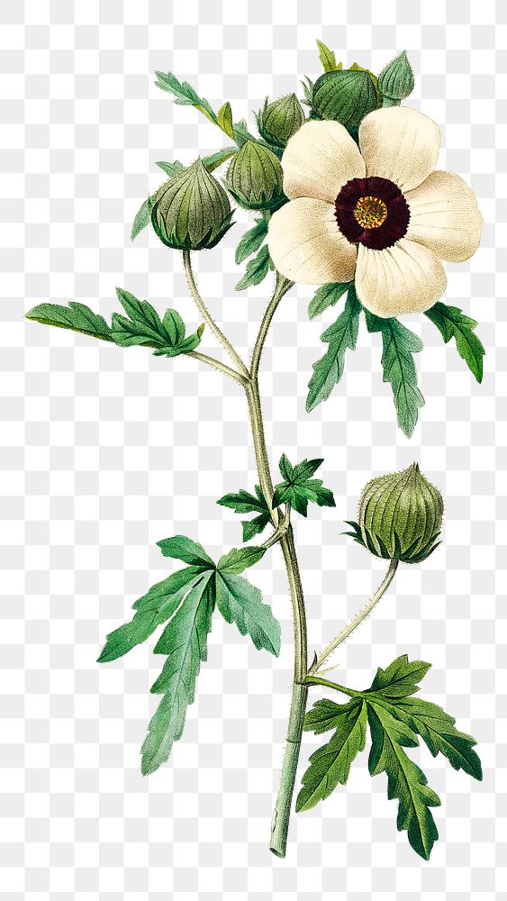 Venice mallow flower png botanical illustration, remixed from artworks by Pierre-Joseph Redout&eacute;