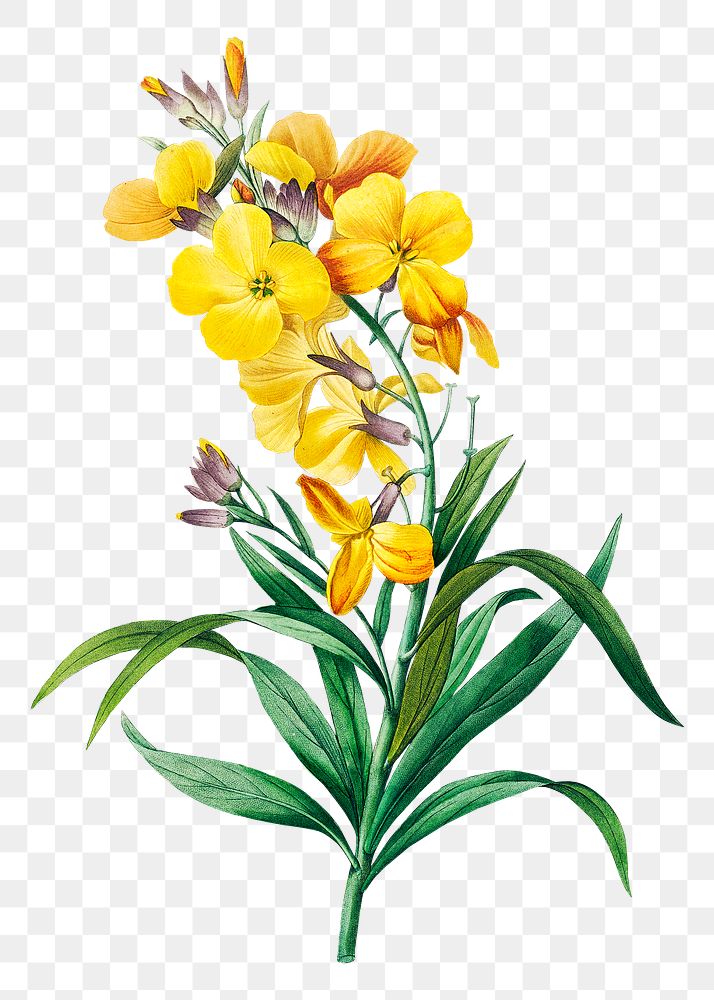 Wallflower png botanical illustration, remixed from artworks by Pierre-Joseph Redout&eacute;