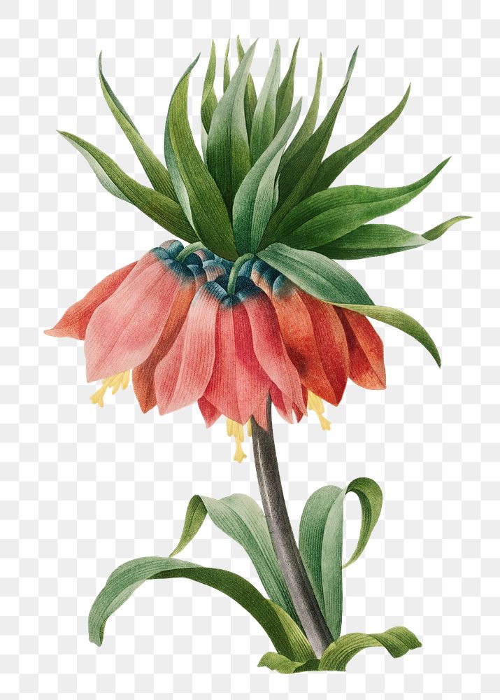 Crown Imperial Fritillary transparent png