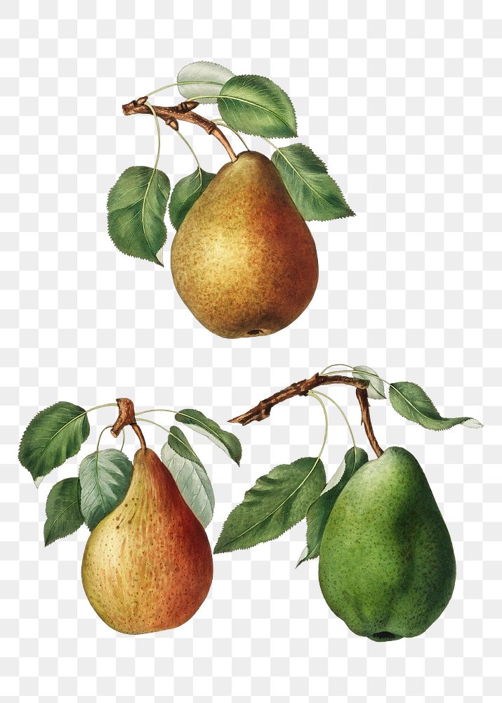 Set of pears on branches vintage illustration transparent png