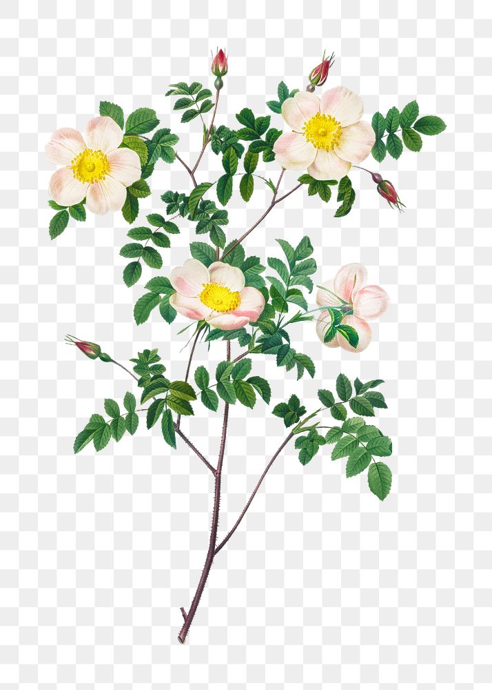 Rosa Candolleana Elegans transparent png | Premium PNG Sticker - rawpixel