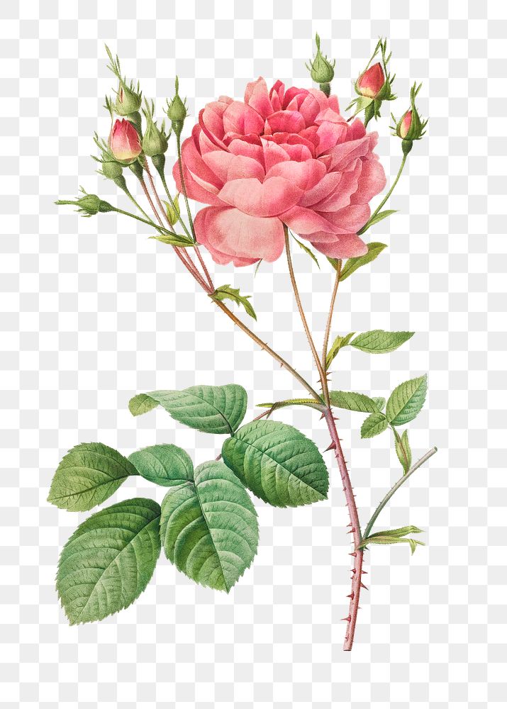 Rosa Centifolia Anglica Rubra transparent png