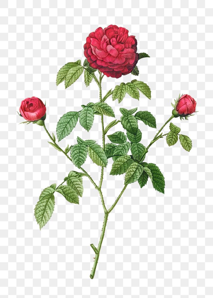 Provence or french rose transparent png