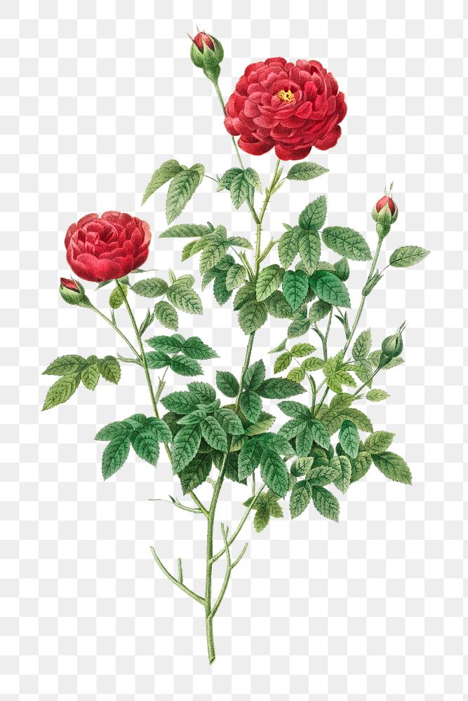 Pompon rose transparent png