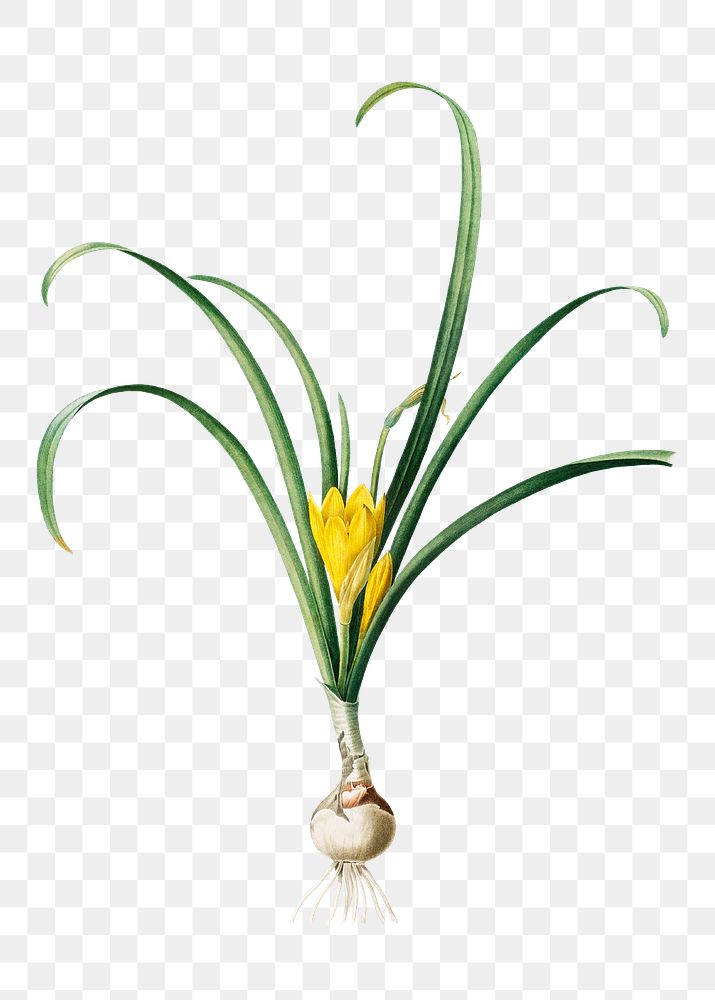 Amaryllis Lutes transparent png