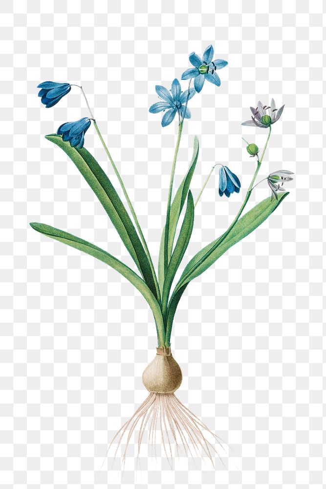 Scilla amaena transparent png