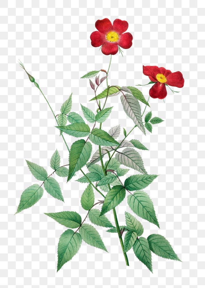 Rosa indica transparent png