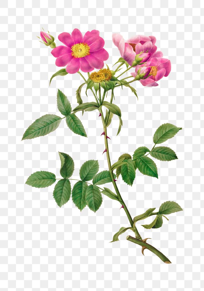 Rosa Collina Monsoniana transparent png | Premium PNG Sticker - rawpixel