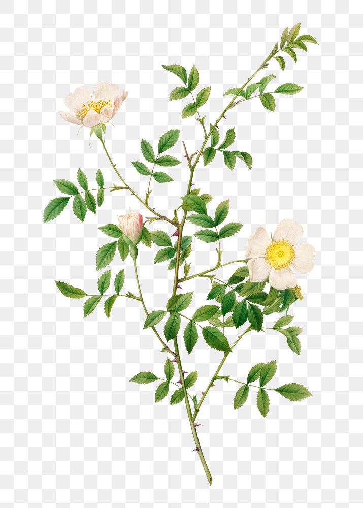 Brier bush rose or dog rose (Rosa Sepium Rosea) transparent png
