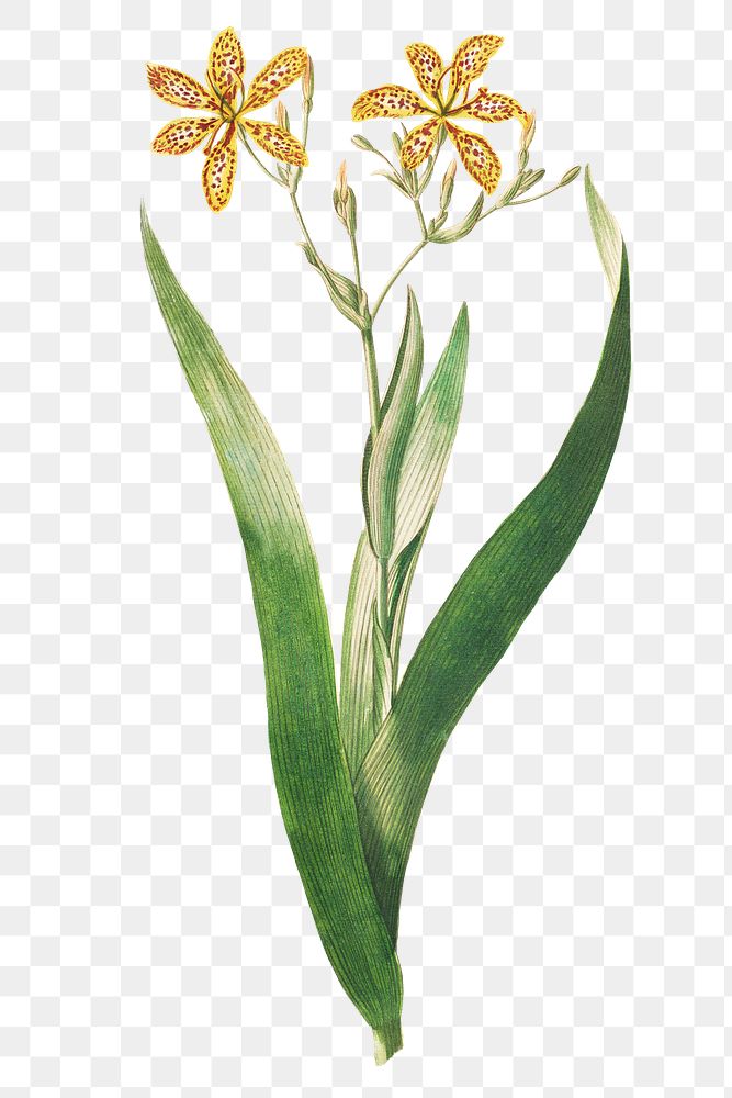 Vintage corn lily design element