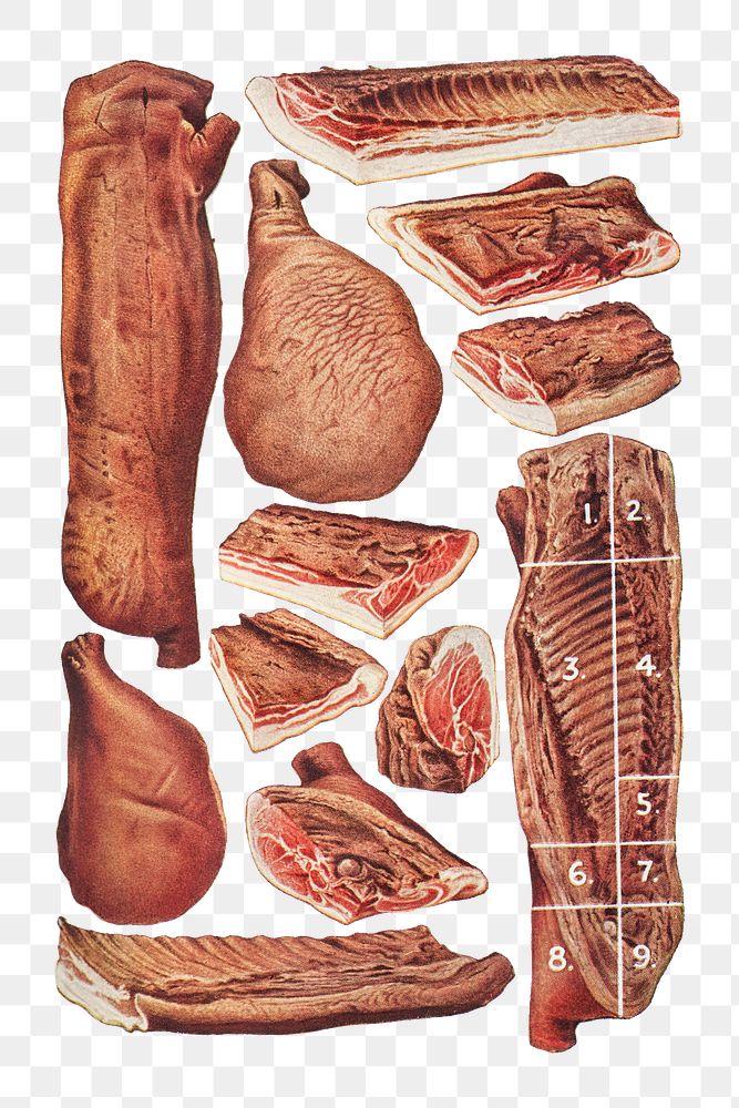 Vintage cuts of bacon illustrations design resources