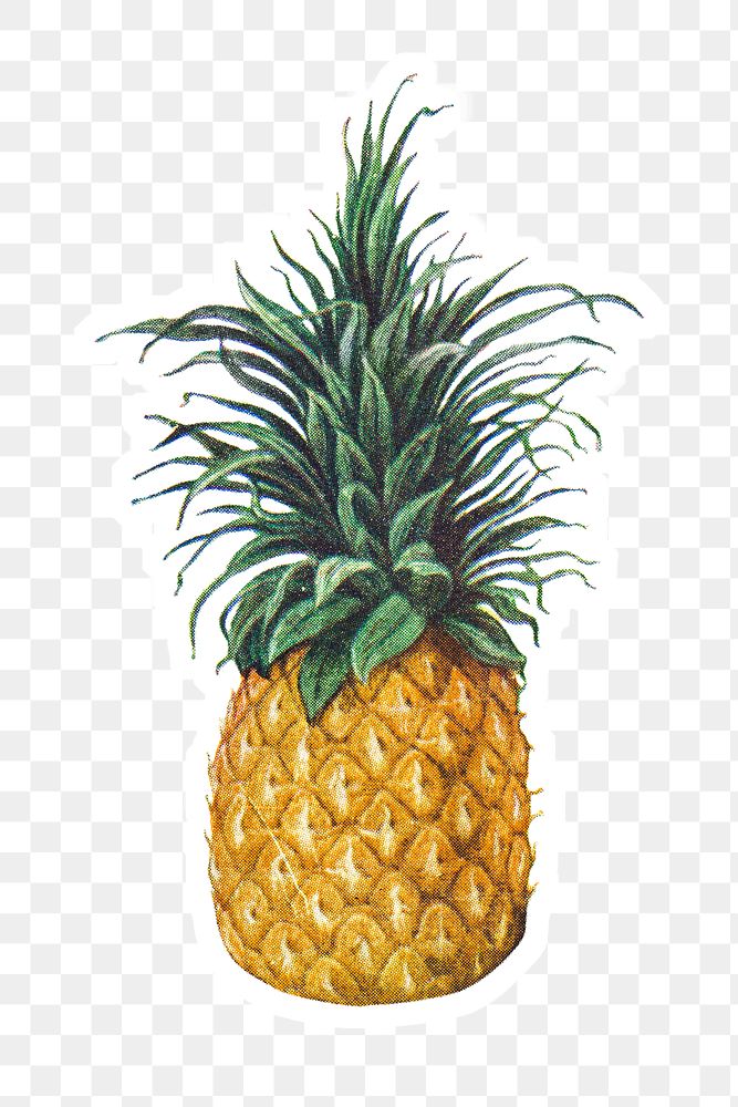 Hand drawn pineapple sticker with white border