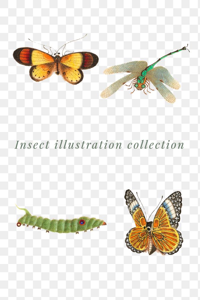 Insect png vintage illustration collection