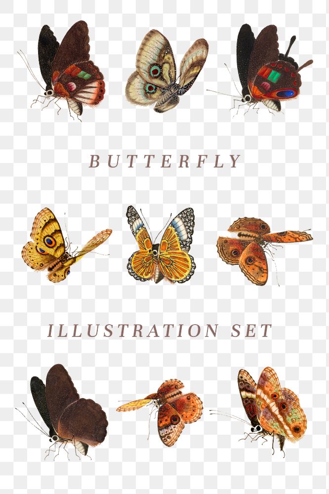 Butterfly and moth png vintage illustration set
