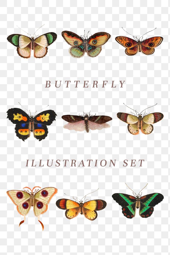 Butterflies and insects png vintage illustration set