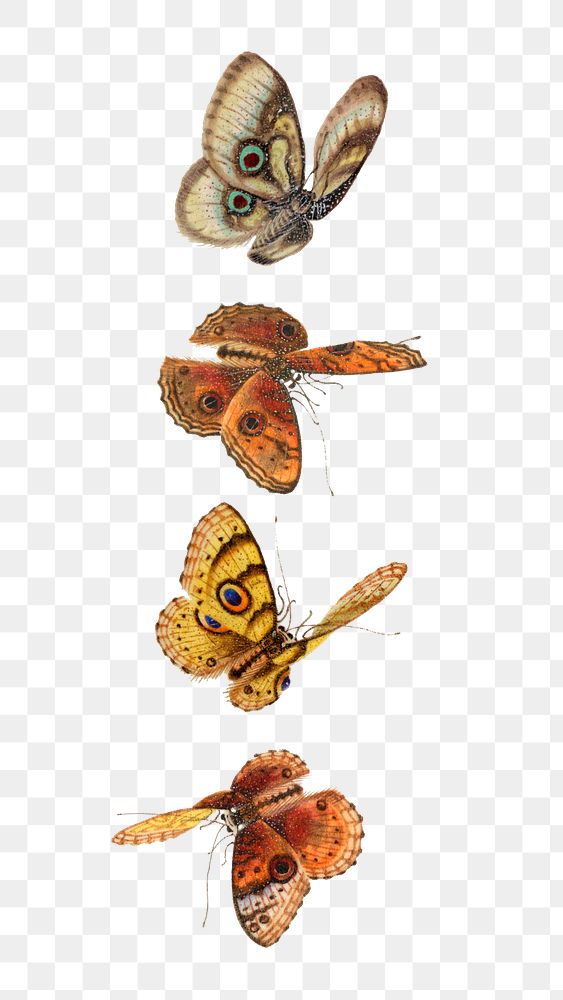 Png butterflies and moths vintage illustration set