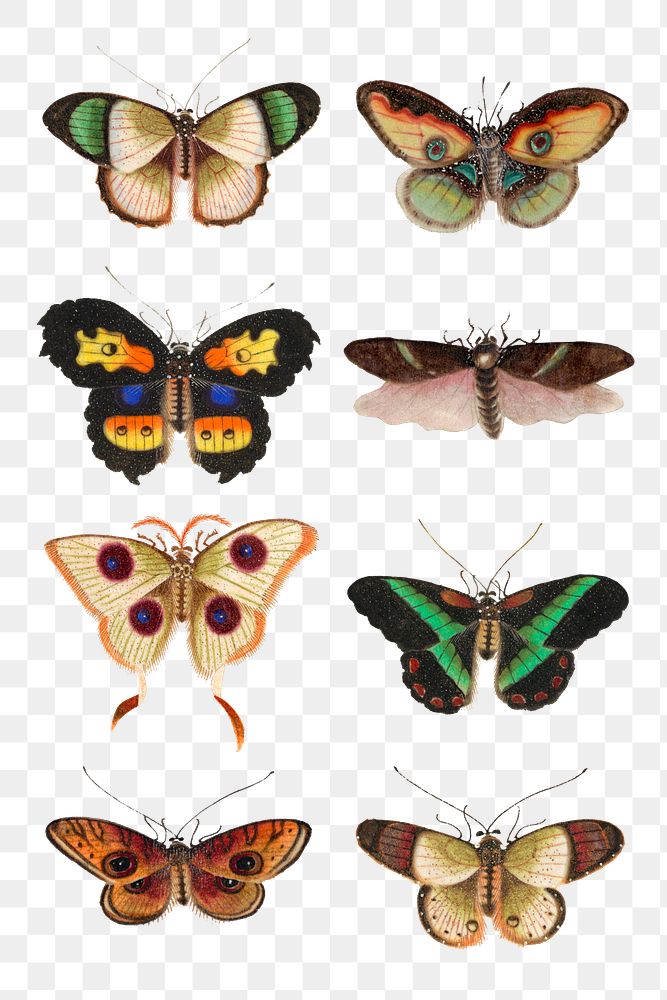 Colorful butterflies and moths vintage png drawing collection