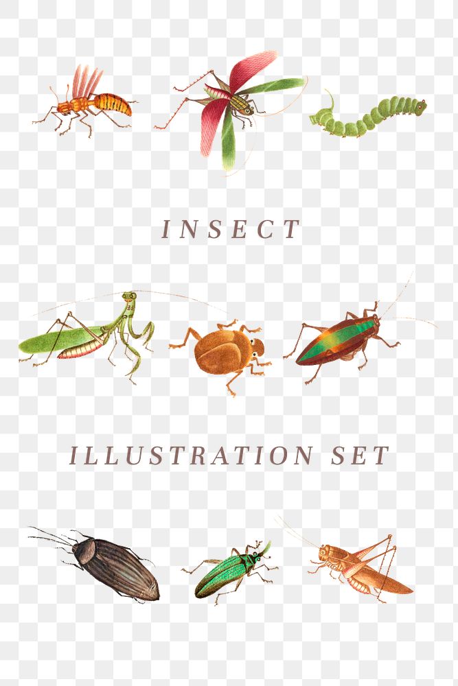 Insect png vintage illustration set