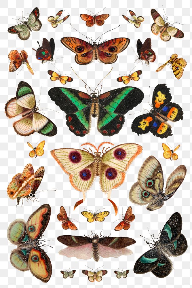 Butterflies and moths insects png vintage drawing collection