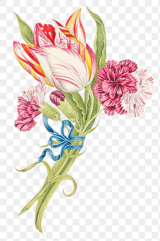 Vintage carnations and tulip png illustration, remixed from the 18th-century artworks from the Smithsonian archive.