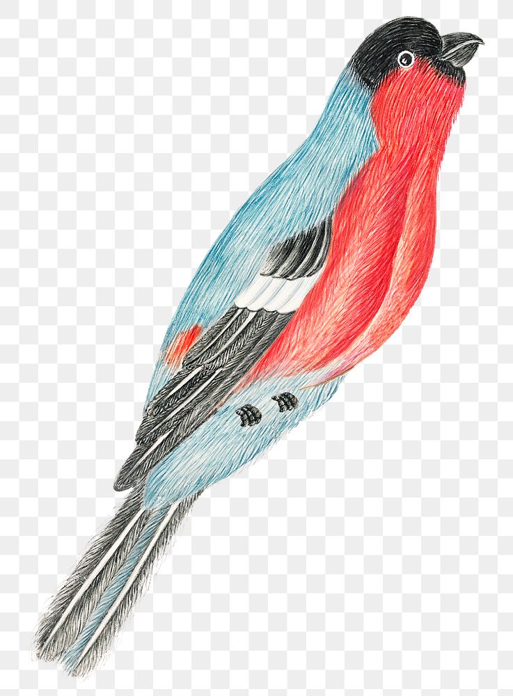 Red and blue bird png, remixed from the 18th-century artworks from the Smithsonian archive.